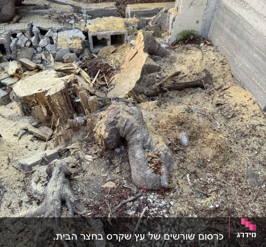 שאריות גזע עץ שנכרת ונסורת מעבודת כריתה וכרסום גזעים